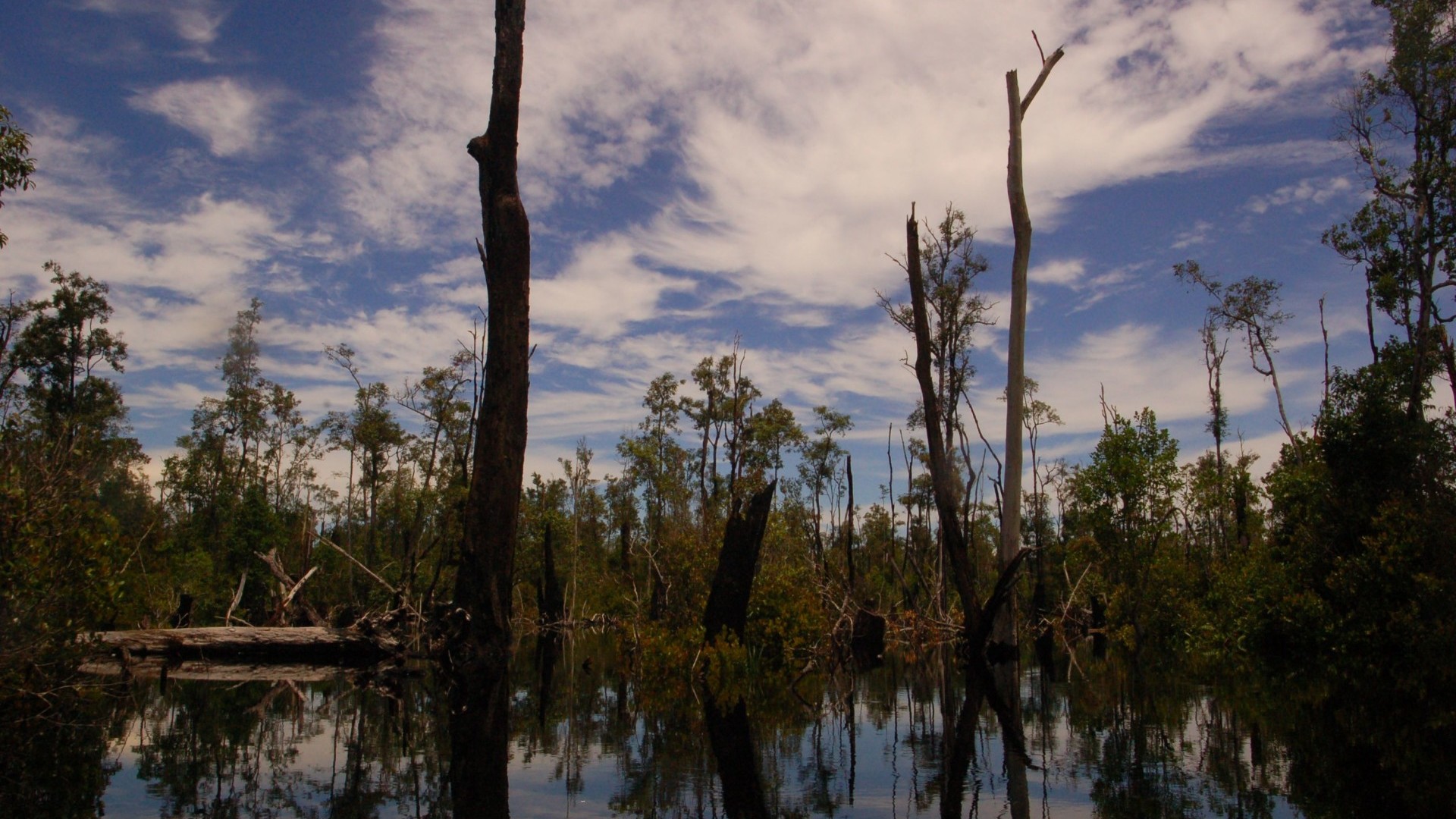 Kalimantan Mavas Peatland - Wetlands International Afrique