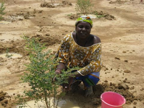 acacia-planting-in-the-inner-niger-delta-wprp-mali