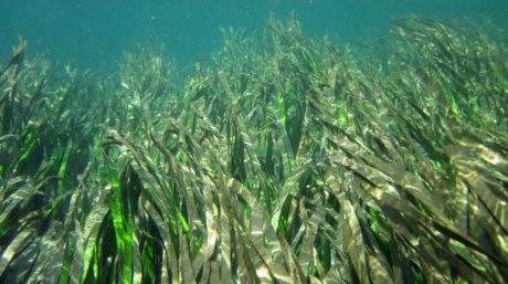 Seagrasses