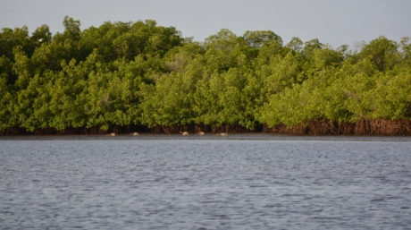 Groupe de singes verts dans les mangroves