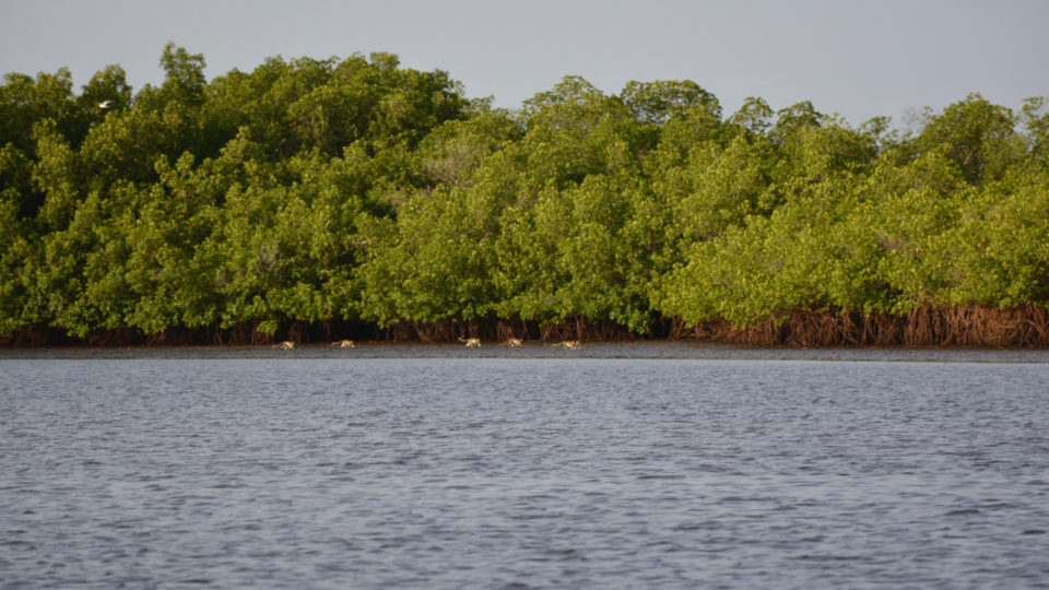 Groupe de singes verts dans les mangroves