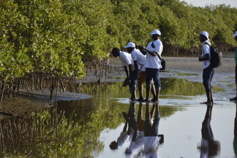 Etude de la mangrove