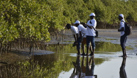 Etude de la mangrove