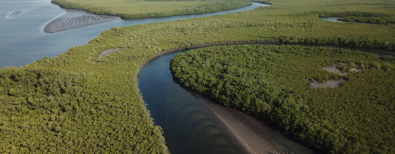 Vue aérienne de la mangrove