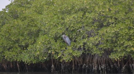 Foret de mangrove saloum
