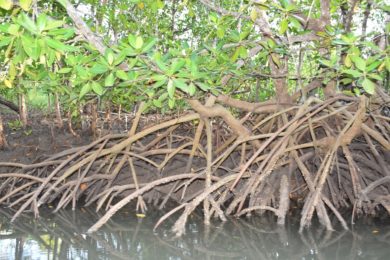 Wetlands International Lauds Tanzania’s Ambitious Mangrove Restoration ...