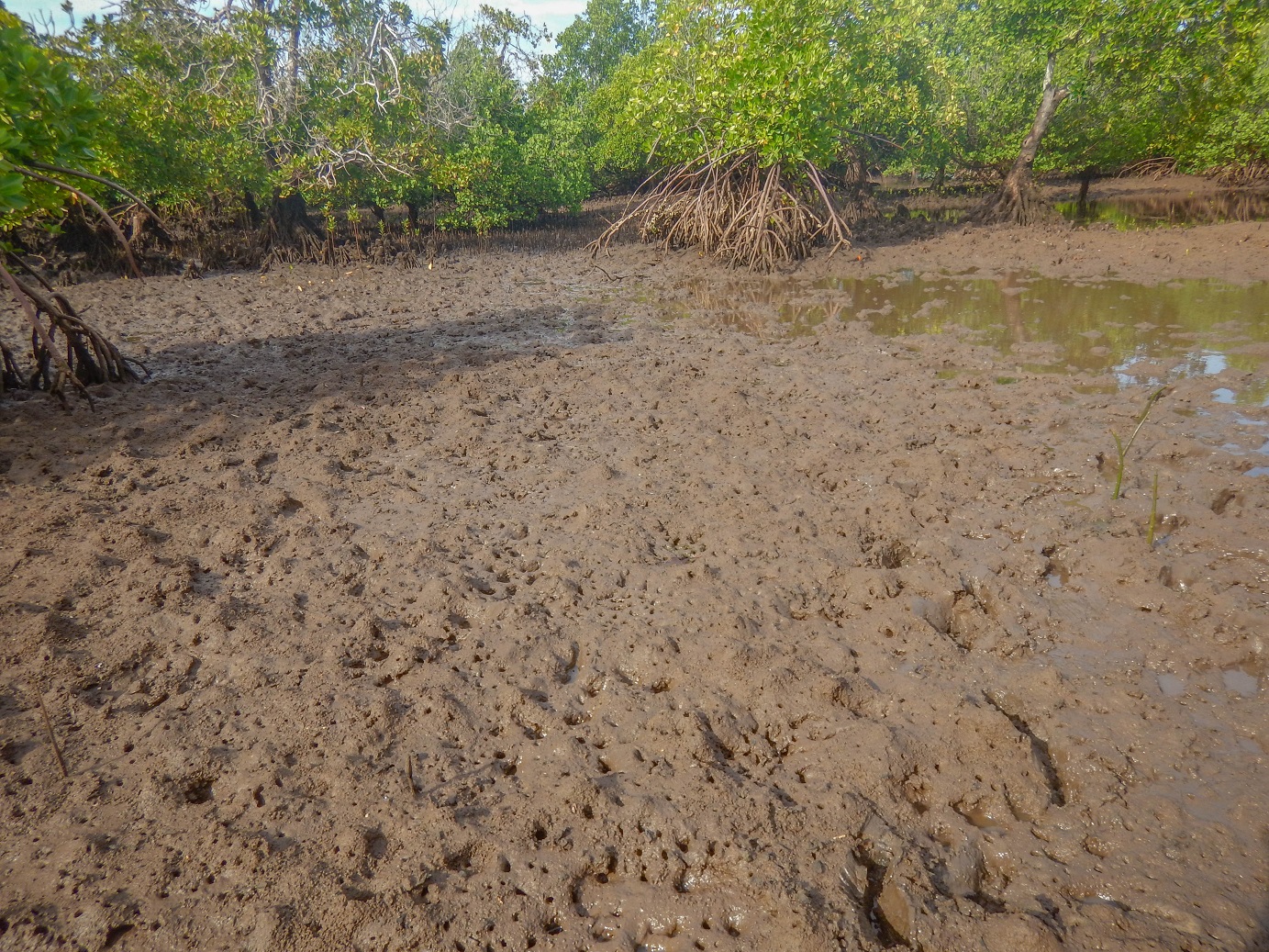 Drive to Restore Lamu’s Degraded Mangroves - Wetlands International Africa